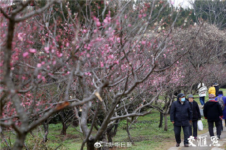 美！南京梅花山迎来最佳观赏期