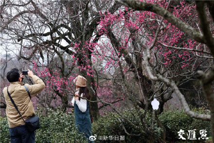 美！南京梅花山迎来最佳观赏期