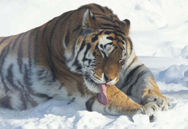 追光 | 救救同传,“隔路”把翻译整“没电”了 追光 | 救救同传,“隔路”把翻译整“没电”了
