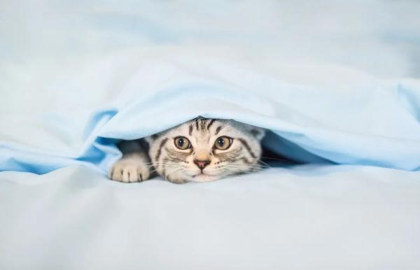 “七九”迎降雪降温！辽宁迎大范围降雪，这场雪一直下到……