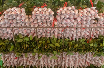 价格涨幅明显,玫瑰为什么这么贵? 价格涨幅明显,玫瑰为什么这么贵?