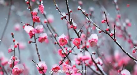 一园春动，全城赏梅！梅园，当之无愧的无锡赏梅地之首