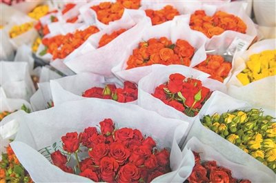 价格涨幅明显,玫瑰为什么这么贵? 价格涨幅明显,玫瑰为什么这么贵?