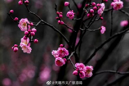 一园春动，全城赏梅！梅园，当之无愧的无锡赏梅地之首