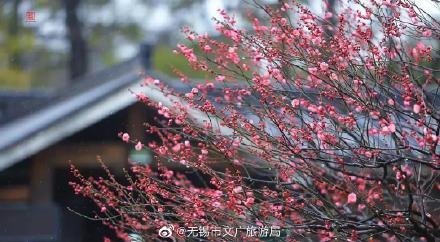 一园春动，全城赏梅！梅园，当之无愧的无锡赏梅地之首