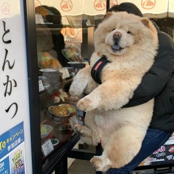 可可爱爱！松狮犬不小心屁股栽进水盆里，下一秒的表情萌翻了！