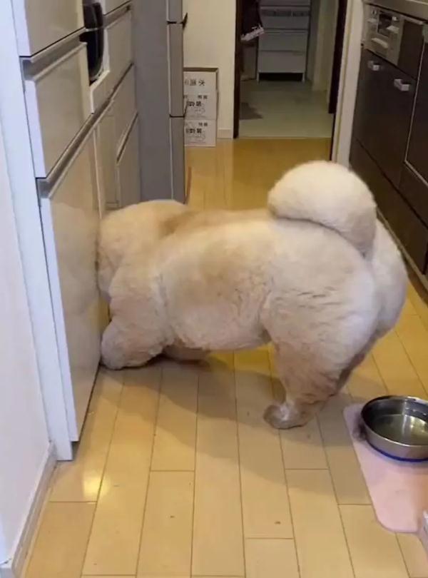 可可爱爱！松狮犬不小心屁股栽进水盆里，下一秒的表情萌翻了！