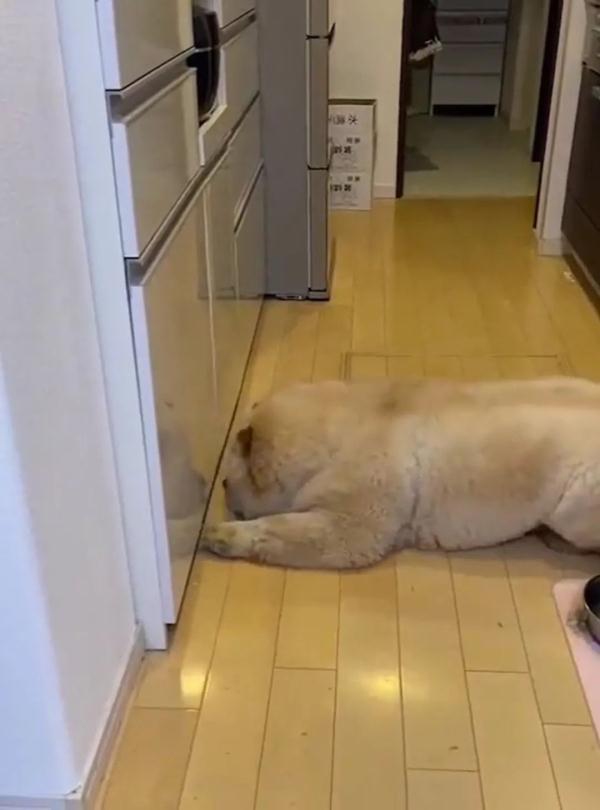 可可爱爱！松狮犬不小心屁股栽进水盆里，下一秒的表情萌翻了！