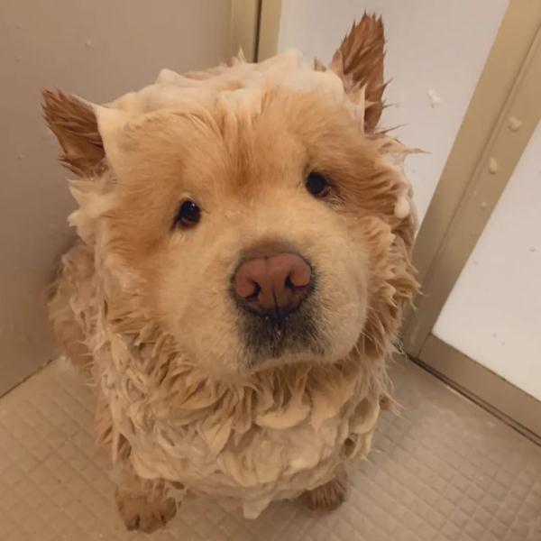 可可爱爱！松狮犬不小心屁股栽进水盆里，下一秒的表情萌翻了！
