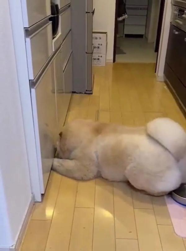 可可爱爱！松狮犬不小心屁股栽进水盆里，下一秒的表情萌翻了！