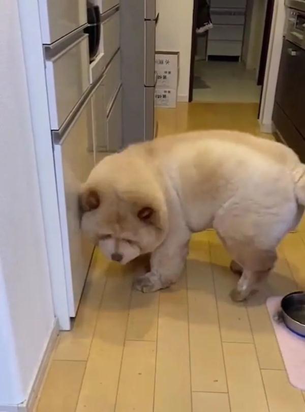 可可爱爱！松狮犬不小心屁股栽进水盆里，下一秒的表情萌翻了！