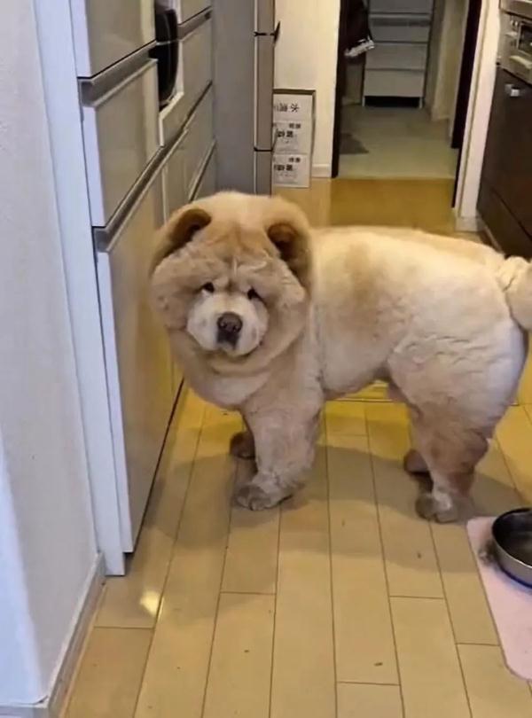 可可爱爱！松狮犬不小心屁股栽进水盆里，下一秒的表情萌翻了！