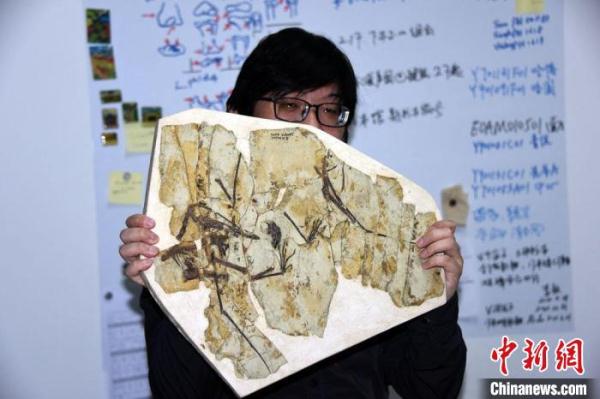 1.6亿年前翼龙吃什么？中国鲲鹏翼龙化石研究有新发现