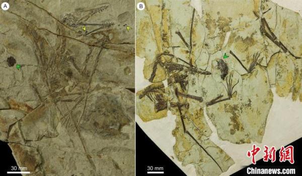 1.6亿年前翼龙吃什么？中国鲲鹏翼龙化石研究有新发现
