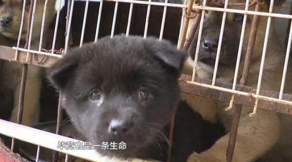 仨孩子拿肉块“逗走”金毛，狗主人：追到后，他们说要拿给奶奶卖到……