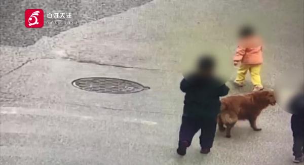 仨孩子拿肉块“逗走”金毛，狗主人：追到后，他们说要拿给奶奶卖到……