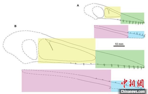 1.6亿年前翼龙吃什么？中国鲲鹏翼龙化石研究有新发现