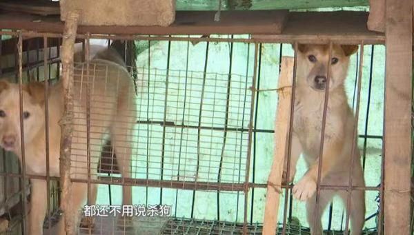 仨孩子拿肉块“逗走”金毛，狗主人：追到后，他们说要拿给奶奶卖到……