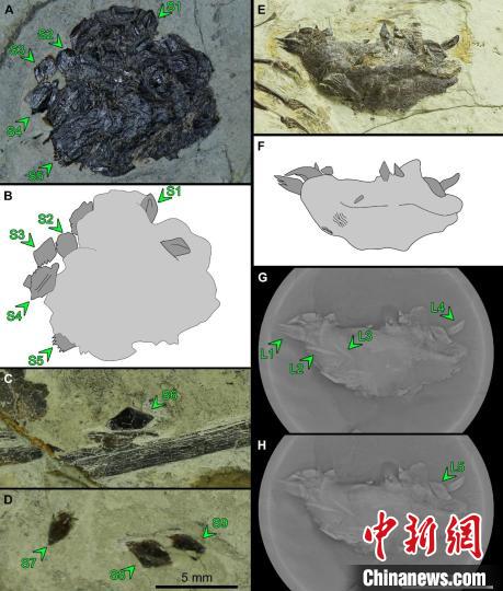 1.6亿年前翼龙吃什么？中国鲲鹏翼龙化石研究有新发现