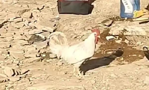 男子花200元带鸡去宠物店洗澡! 男子花200元带鸡去宠物店洗澡!