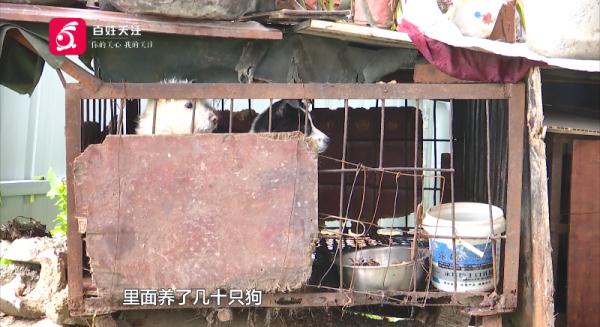 仨孩子拿肉块“逗走”金毛，狗主人：追到后，他们说要拿给奶奶卖到……