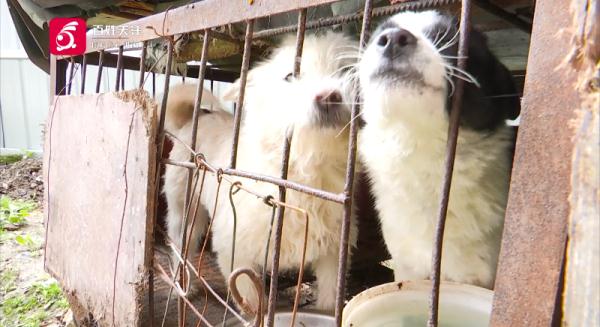 仨孩子拿肉块“逗走”金毛，狗主人：追到后，他们说要拿给奶奶卖到……