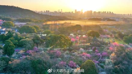 全国四大赏梅胜地之一,无锡梅园梅花正盛开 全国四大赏梅胜地之一,无锡梅园梅花正盛开