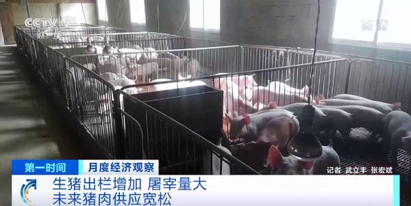 猪肉价格降了!这里批发价下降超50% 未来怎么走? 猪肉价格降了!这里批发价下降超50% 未来怎么走?