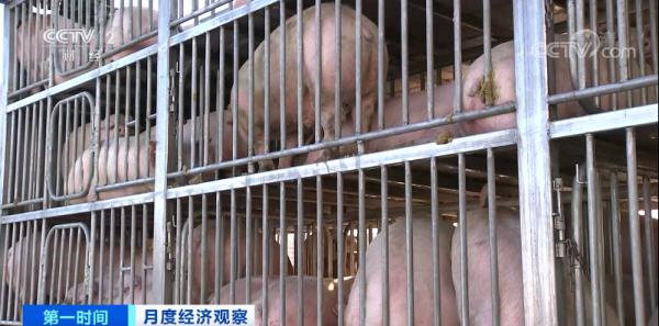 猪肉价格降了!这里批发价下降超50% 未来怎么走? 猪肉价格降了!这里批发价下降超50% 未来怎么走?