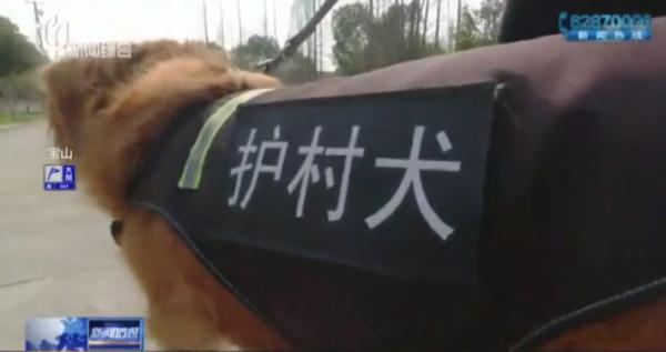 帅气！听话！上海的这些狗狗们派上大用场了