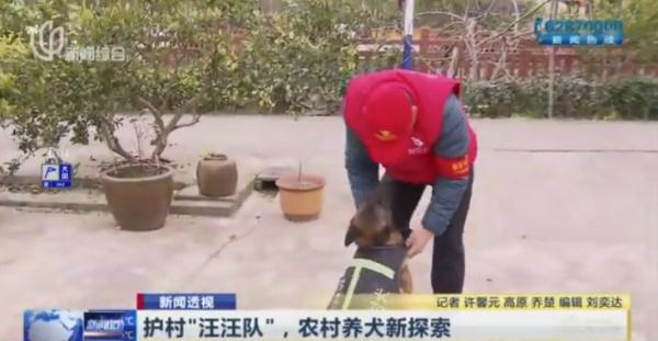 帅气！听话！上海的这些狗狗们派上大用场了