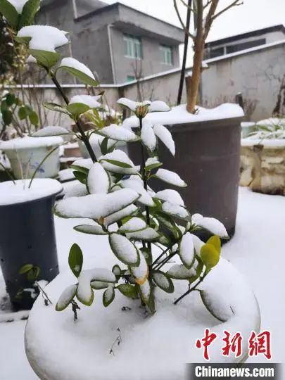 这两地终于等到雪!鼓浪屿的海水抖了抖…… 这两地终于等到雪!鼓浪屿的海水抖了抖……