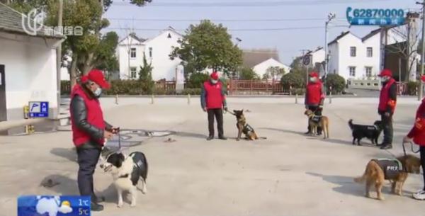 帅气！听话！上海的这些狗狗们派上大用场了