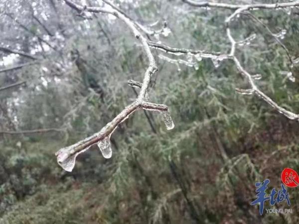 广州下雪了？！还有街坊出门亲测……最新回应来了→