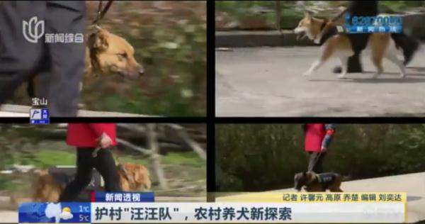 帅气！听话！上海的这些狗狗们派上大用场了