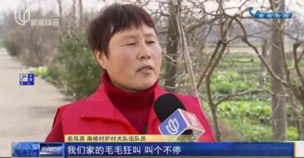 帅气！听话！上海的这些狗狗们派上大用场了