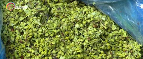 海菜花、棠梨花、金雀花、虫草花...又到吃花季，市民争相品尝春天味道！