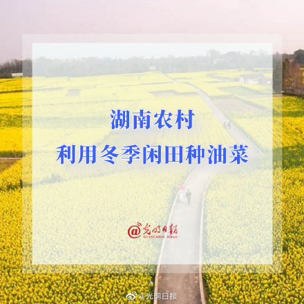 湖南农村利用冬季闲田种油菜