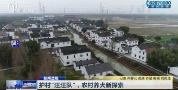 帅气！听话！上海的这些狗狗们派上大用场了