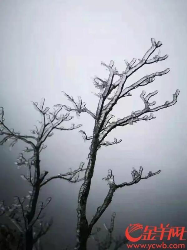 下雪！冰挂！广东开启速冻模式