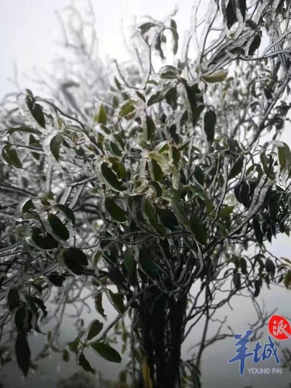 广州下雪了？！还有街坊出门亲测……最新回应来了→