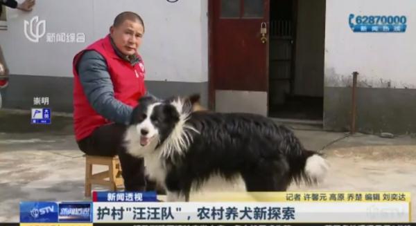 帅气！听话！上海的这些狗狗们派上大用场了