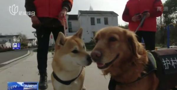 帅气！听话！上海的这些狗狗们派上大用场了