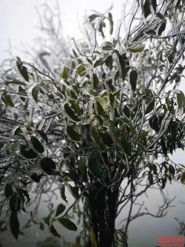 下雪！冰挂！广东开启速冻模式