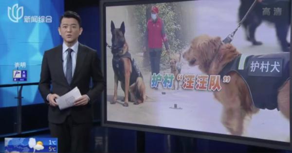 帅气！听话！上海的这些狗狗们派上大用场了