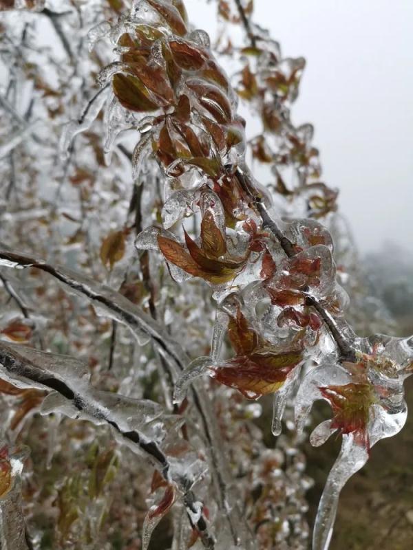 万物皆可“冰墩墩”！广东多地迎来雾凇冰挂“雪景”奇观，美不胜收