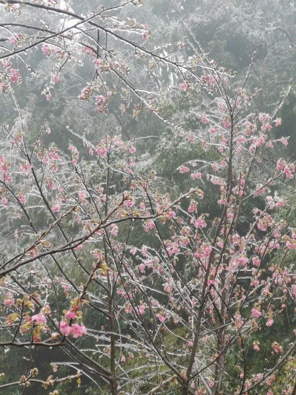 万物皆可“冰墩墩”！广东多地迎来雾凇冰挂“雪景”奇观，美不胜收