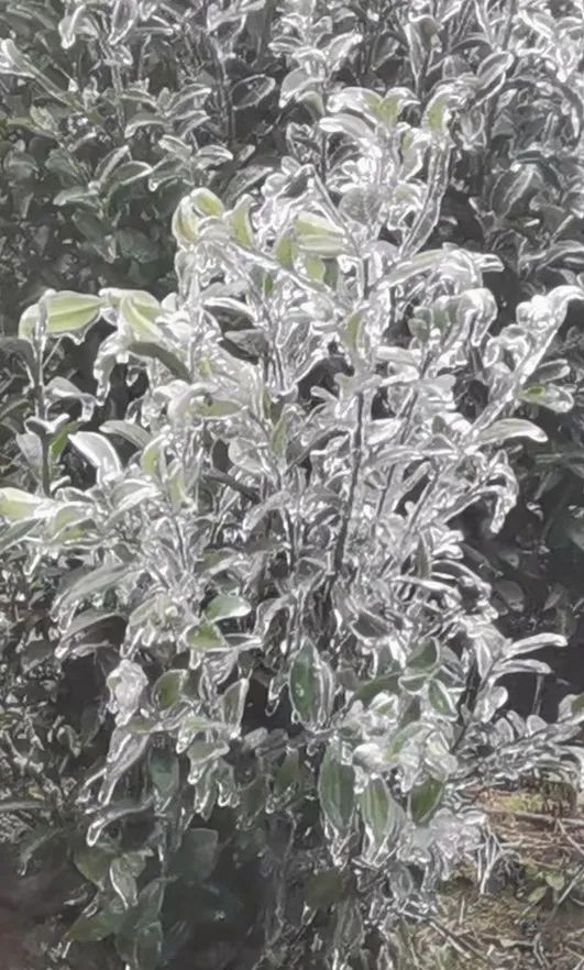 万物皆可“冰墩墩”！广东多地迎来雾凇冰挂“雪景”奇观，美不胜收