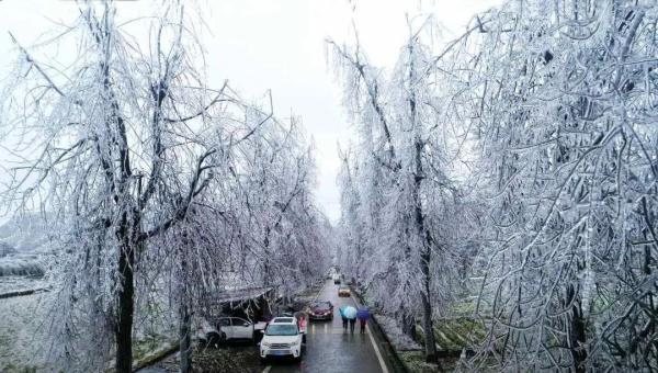 万物皆可“冰墩墩”！广东多地迎来雾凇冰挂“雪景”奇观，美不胜收