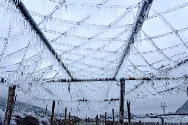 万物皆可“冰墩墩”！广东多地迎来雾凇冰挂“雪景”奇观，美不胜收
